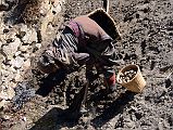 11 Digging For Potatoes In Nar Village 